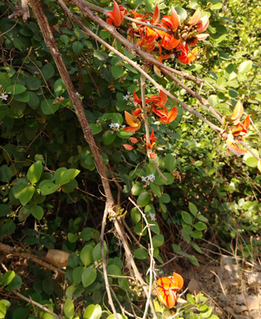 Kesar Mango Farm