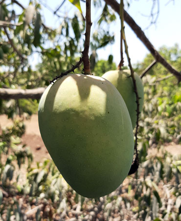 Kesar Mango Farm