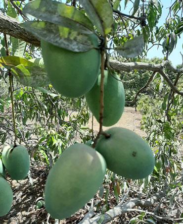 Kesar Mango Farm