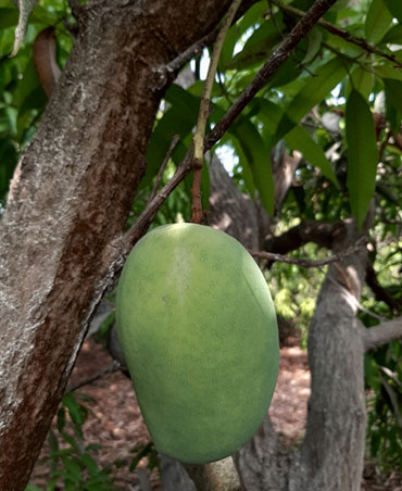 Kesar Mango Farm