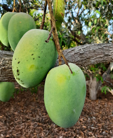 Kesar Mango Farm