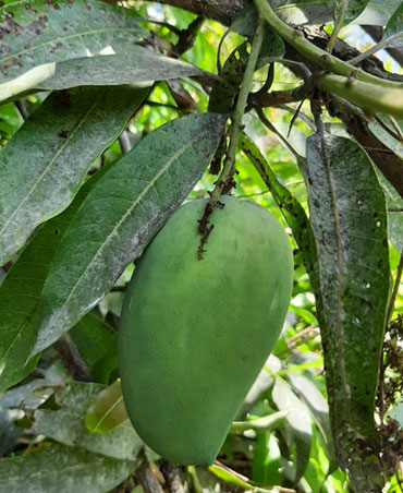 Kesar Mango Farm