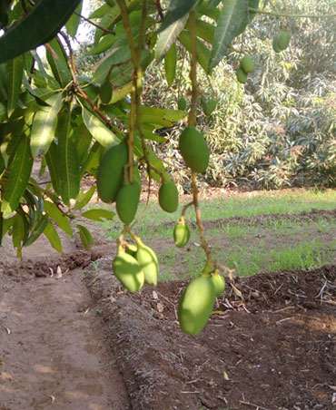 Kesar Mango Farm