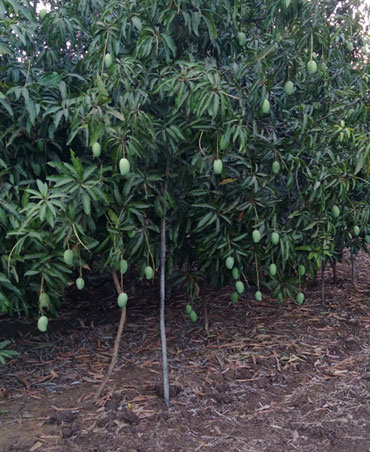 Kesar Mango Farm