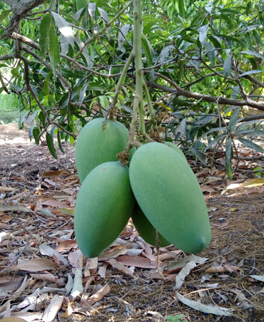 Kesar Mango Farm