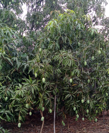 Kesar Mango Farm