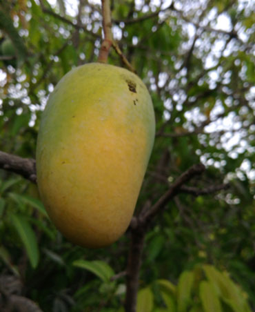 Kesar Mango Farm