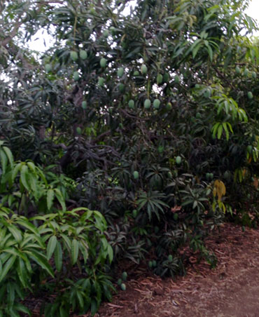 Kesar Mango Farm