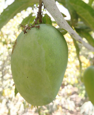 Kesar Mango Farm