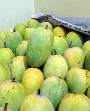 Kesar Mango Farm