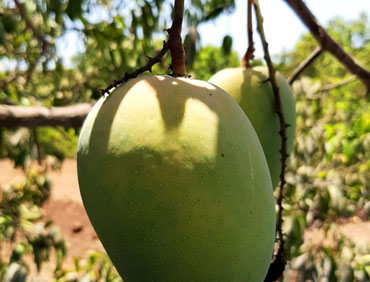 Naturally Ripened Fruit